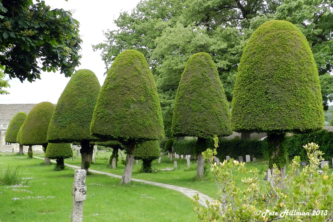 Представитель Семейства Taxaceae